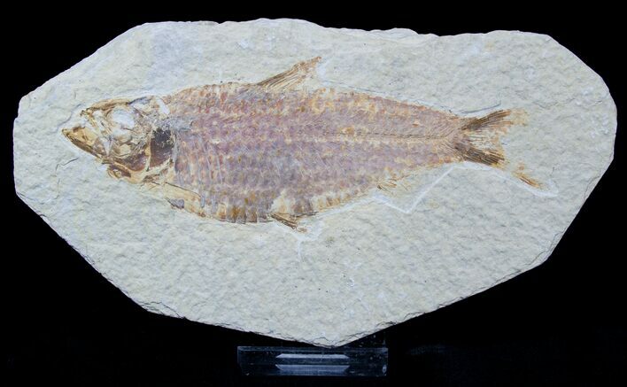Bargain Inch Knightia Fossil Fish #1555
